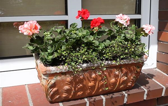 Balkonkasten - Bepflanzen mit mehreren Blumen (Anleitung - 0).jpg