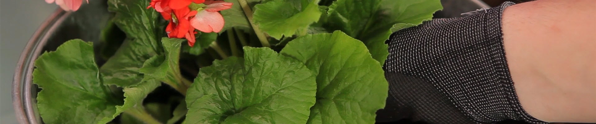 Becher-Primeln - Einpflanzen in ein Gefäß (thumbnail)