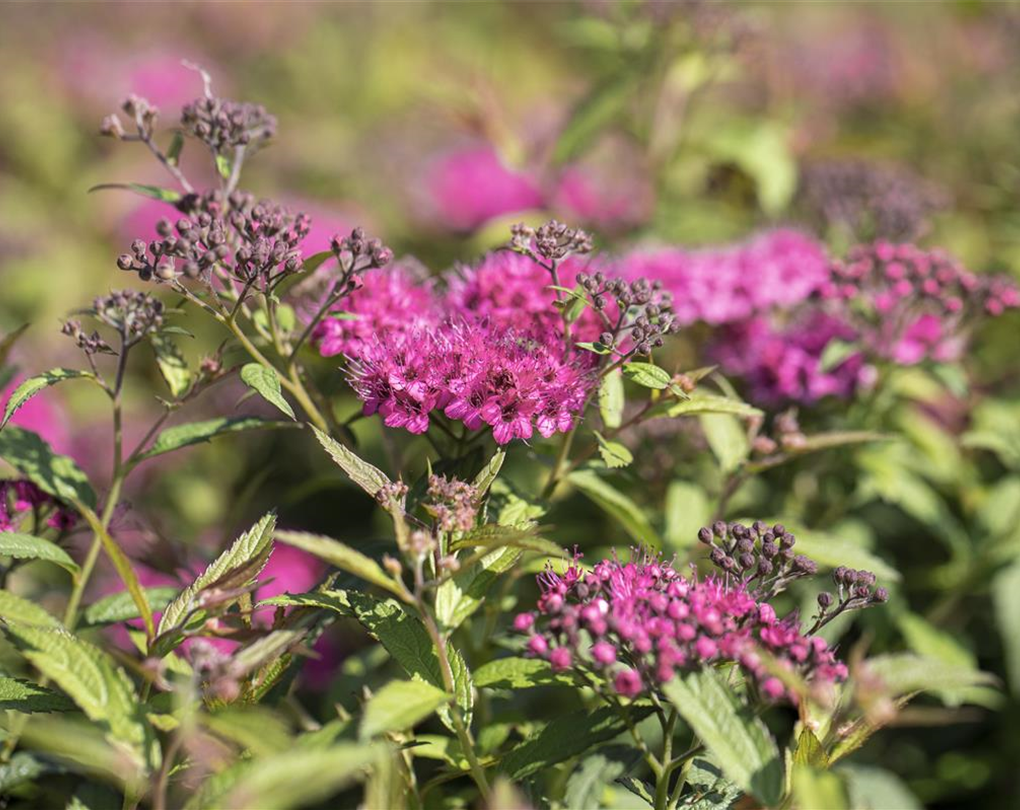 Spiraea Japonica Neon Flash Rote Sommerspiere Neon Flash Micko