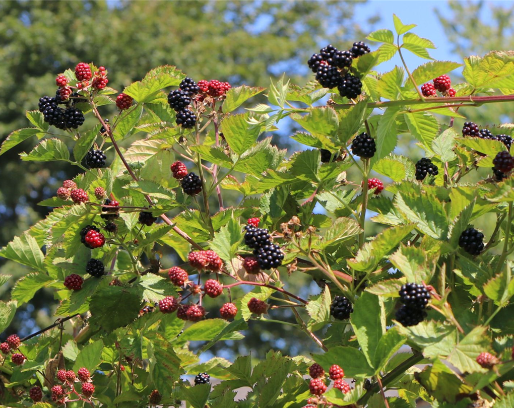 Rubus Fruticosus Asterina Zucker Brombeere Asterina Micko