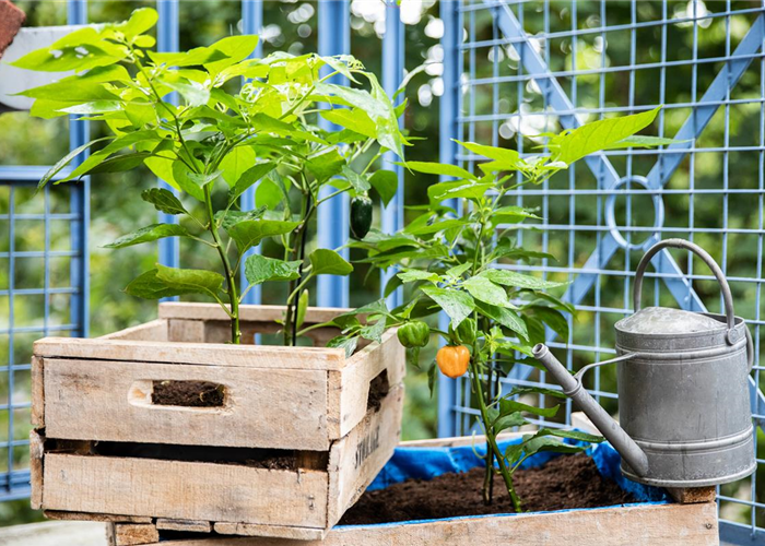 Ein Selbstversorgerbalkon für Anbau auf kleinstem Raum Ein Selbstversorgerbalkon für Anbau auf kleinstem Raum