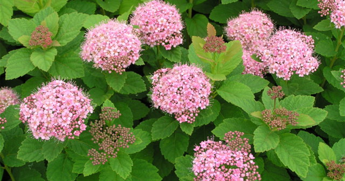 Spiraea densiflora, Rosarote Spiere - Micko Pflanzenparadies