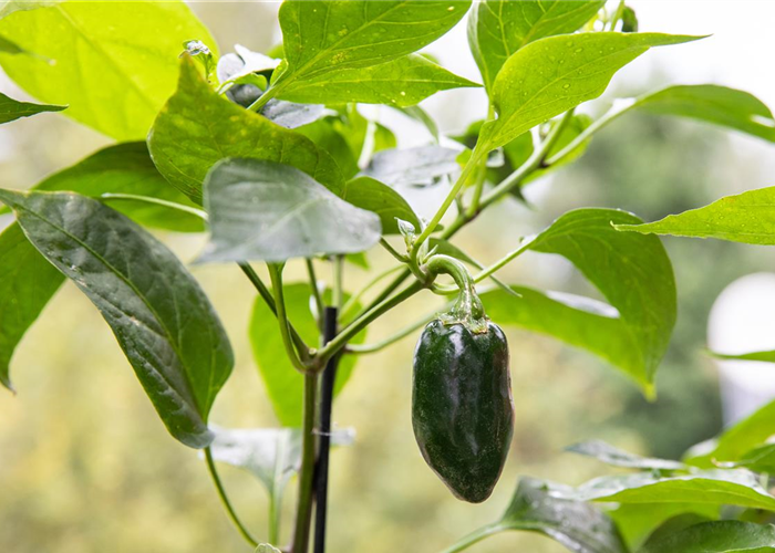 Gemüseanbau auf dem Balkon leicht gemacht Gemüseanbau auf dem Balkon leicht gemacht
