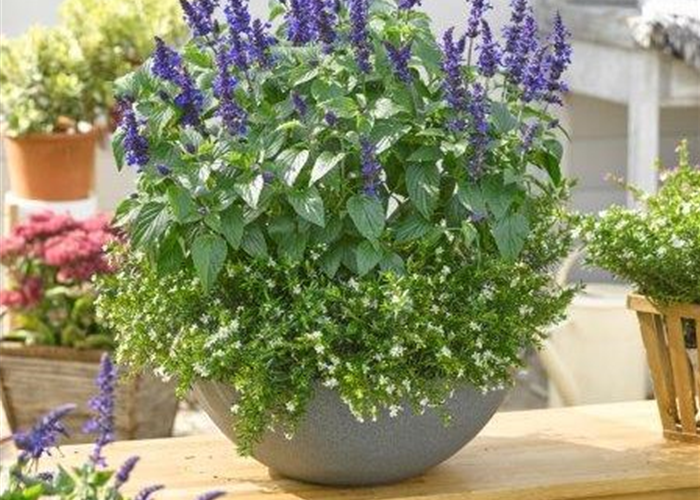 Blume des Jahres 2019-Lady Blue Blume des Jahres 2019-Lady Blue