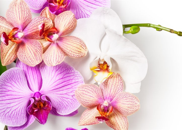 Orchideen-tropische Blütenpracht auch im Winter Orchideen-tropische Blütenpracht auch im Winter