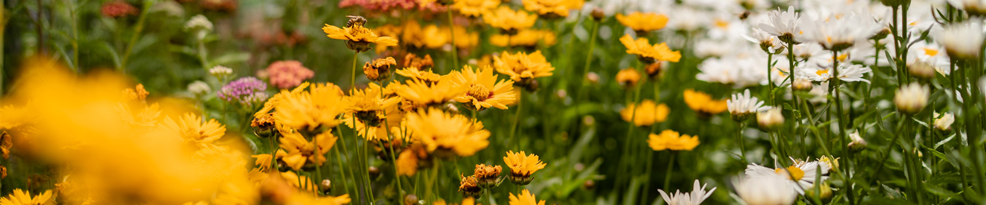 _DSC3542 _DSC3542